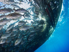 Deep Sea Fishing & rearing processing of fish